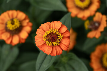 Vertical Orange Zinnia
