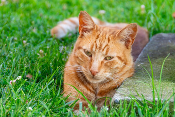 Naklejka na ściany i meble Striped red beautiful cat sits on the grass, look looking into the distance.