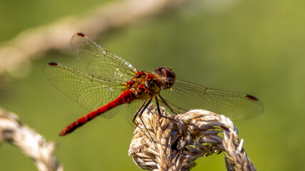 close up of a common darter dragonfly