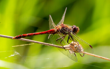 close up of a common darter dragonfly