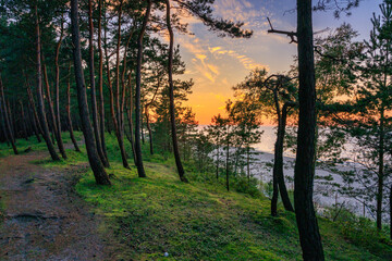 Pine forest by the beach of the Baltic Sea in Sztutowo at sunset, Poland