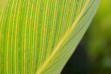 close up of green leaf