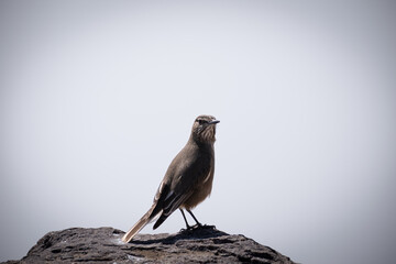 Aves de altura