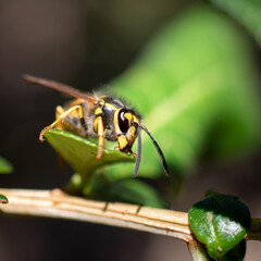 Avispa en macro
