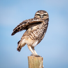 Buho pequén