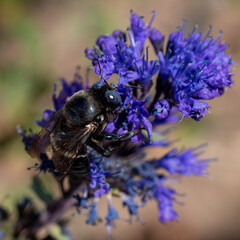 Insecto sobre flores