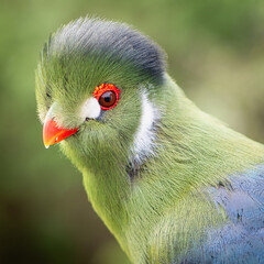 Turaco cariblanca