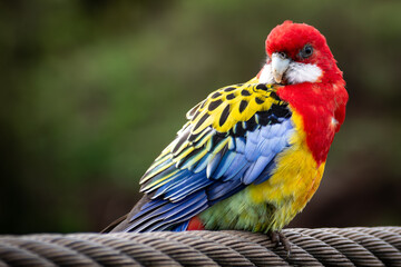 Loro multicolor