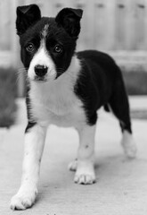 Bailie the border collie puppy 