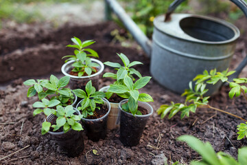 Preparing for panicle hydrangea cuttings transplanting into soil using watering can. Propagating...