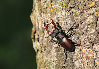 Male of the stag beetle, Lucanus cervus, sitting on oak tree.