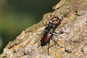 Lucanus cervus bug