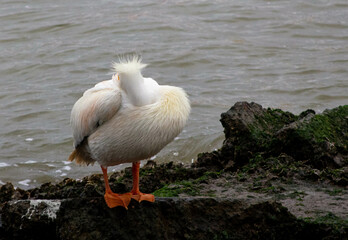 White Pelican grooming itself