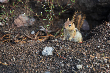 Ground squirrel peeking out of the ground