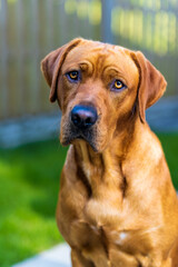Arlo the red fox Labrador 