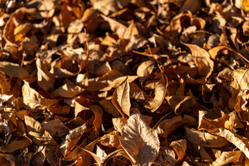 Fallen brown leaves, a carpet of straw in autumn sunshine