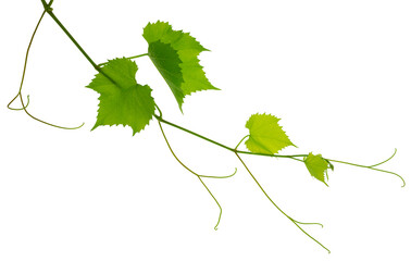 Greenery. Vine branch, on transparent, png. Traditional winery culture and winemaker business.