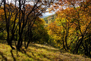 Fototapeta na wymiar Trees in autumn colors in a forest valley