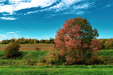 Red-leaved white poplar (Popolus Alba) on a green stream bank in autumn
