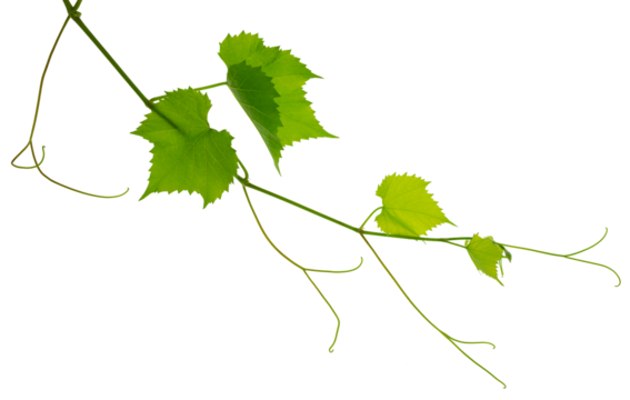 Greenery. Vine branch, on transparent, png. Traditional winery culture and winemaker business.