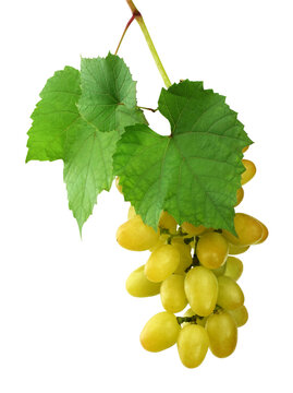 Isolated grapes. Cluster of white grapes hanging on a stem. on transparent. PNG. light grapes. Vine grape.