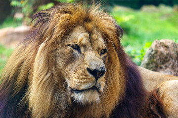 Portrait of male Barbary lion
