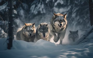 Fototapeten Wolfsrudel im winter © Norbert L. Maier
