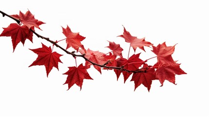 red maple leaf