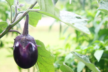  fresh organic purple eggplant aubergine vegetable isolated on plant in garden,selective focus                 
