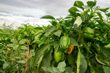 Campo de cultivo de pimientos, con varios pimientos verdes en crecimiento en una de las plantas, bajo un cielo nublado.
