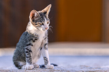 A kitten sitting on the floor. A domestic pet on the street. Small cat walking outside.