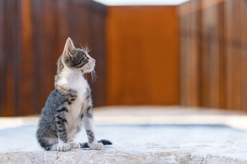 A kitten sitting on the floor. A domestic pet on the street. Small cat walking outside.