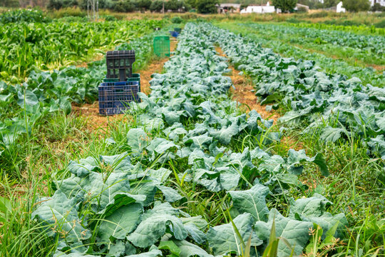 Campo de cultivo de berzas o coles, con cajas dispuestas para cosechar entre las hileras.