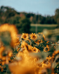 A field of sunflowers in sunlight