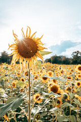 A field of sunflowers in sunlight