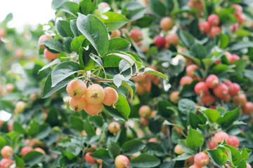 a lot beautiful pink  wild small organic apples hanging on tree branches. close up