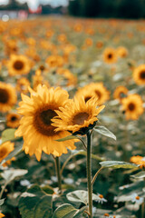 A field of sunflowers in sunlight