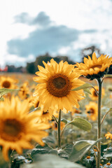 A field of sunflowers in sunlight