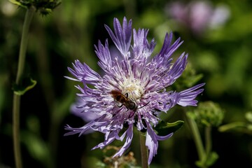 purple aster