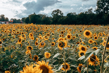 A field of sunflowers in sunlight