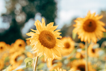 A field of sunflowers in sunlight
