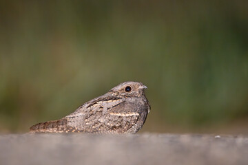 Lelek zwyczajny, lelek kozodój (Caprimulgus europaeus)