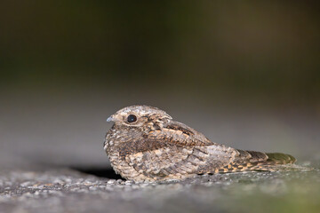 Lelek zwyczajny, lelek kozodój (Caprimulgus europaeus)