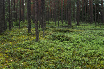 natural landscape, pine boreal forest with moss undergrowth, coniferous taiga