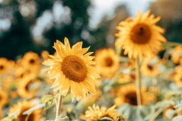 A field of sunflowers in sunlight