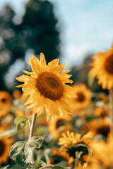 A field of sunflowers in sunlight