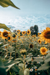 A field of sunflowers in sunlight