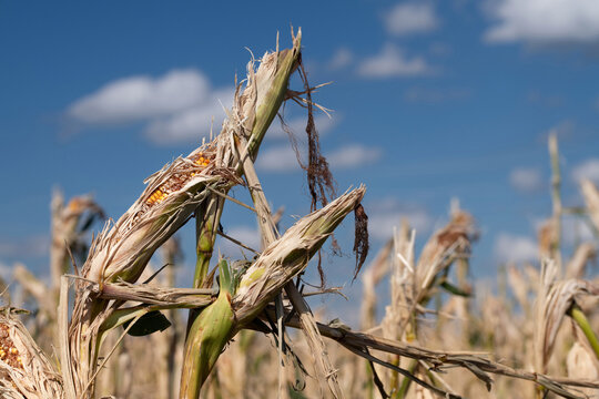 a corn field with corn plants destroyed by hail. The leaves have been knocked off. The pistons have opened. In the background blue sky with clouds.