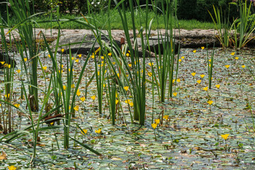 surface of the pond is overgrown with sedge and yellow water lilies