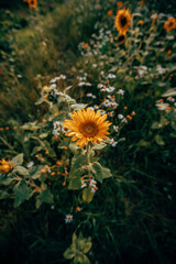 A field of sunflowers in sunlight